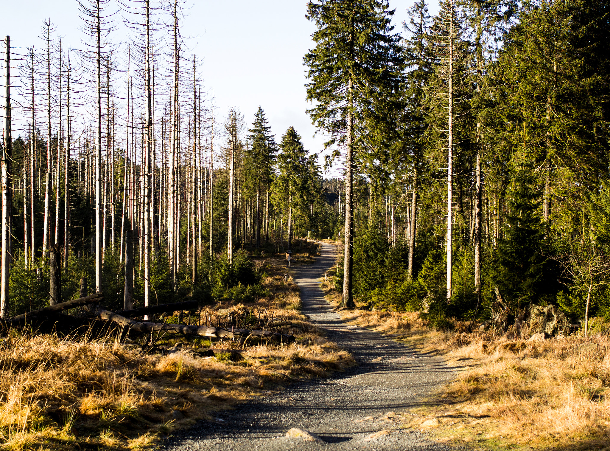 Canon EOS 60D + Sigma 35mm F1.4 DG HSM Art sample photo. Walk the way photography