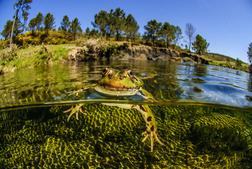 Nikon D200 sample photo. Swimming frog photography