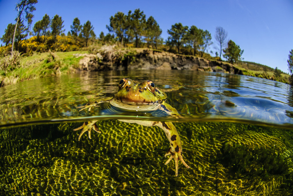 Nikon AF DX Fisheye-Nikkor 10.5mm F2.8G ED sample photo. Swimming frog photography