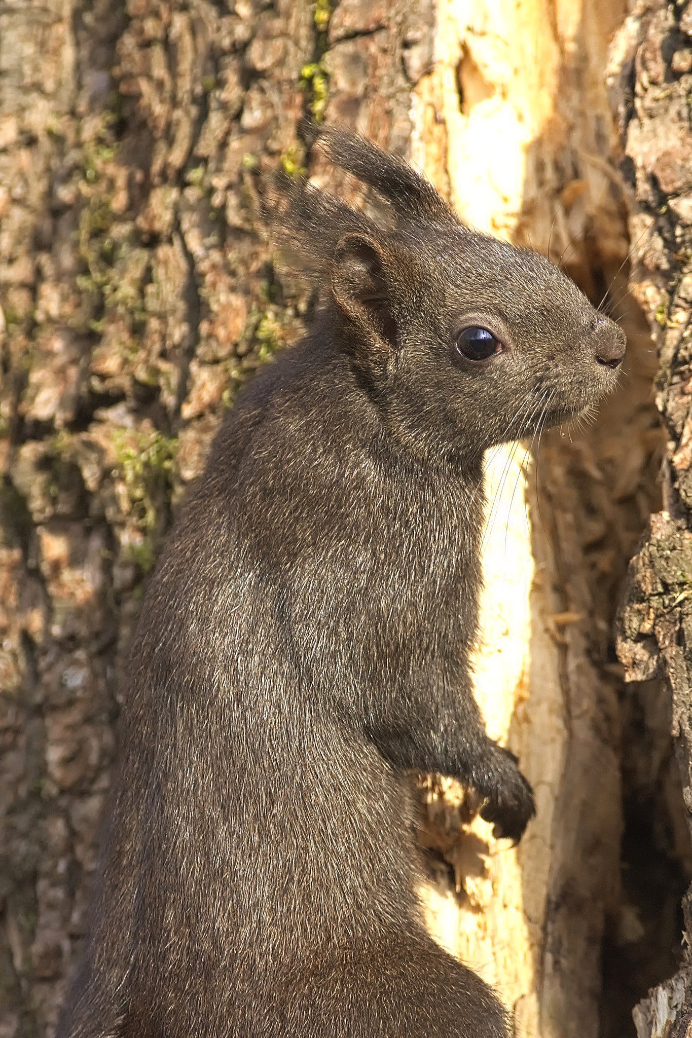 Nikon D7200 + Nikon AF-S Nikkor 300mm F4D ED-IF sample photo. Scoiattolo photography