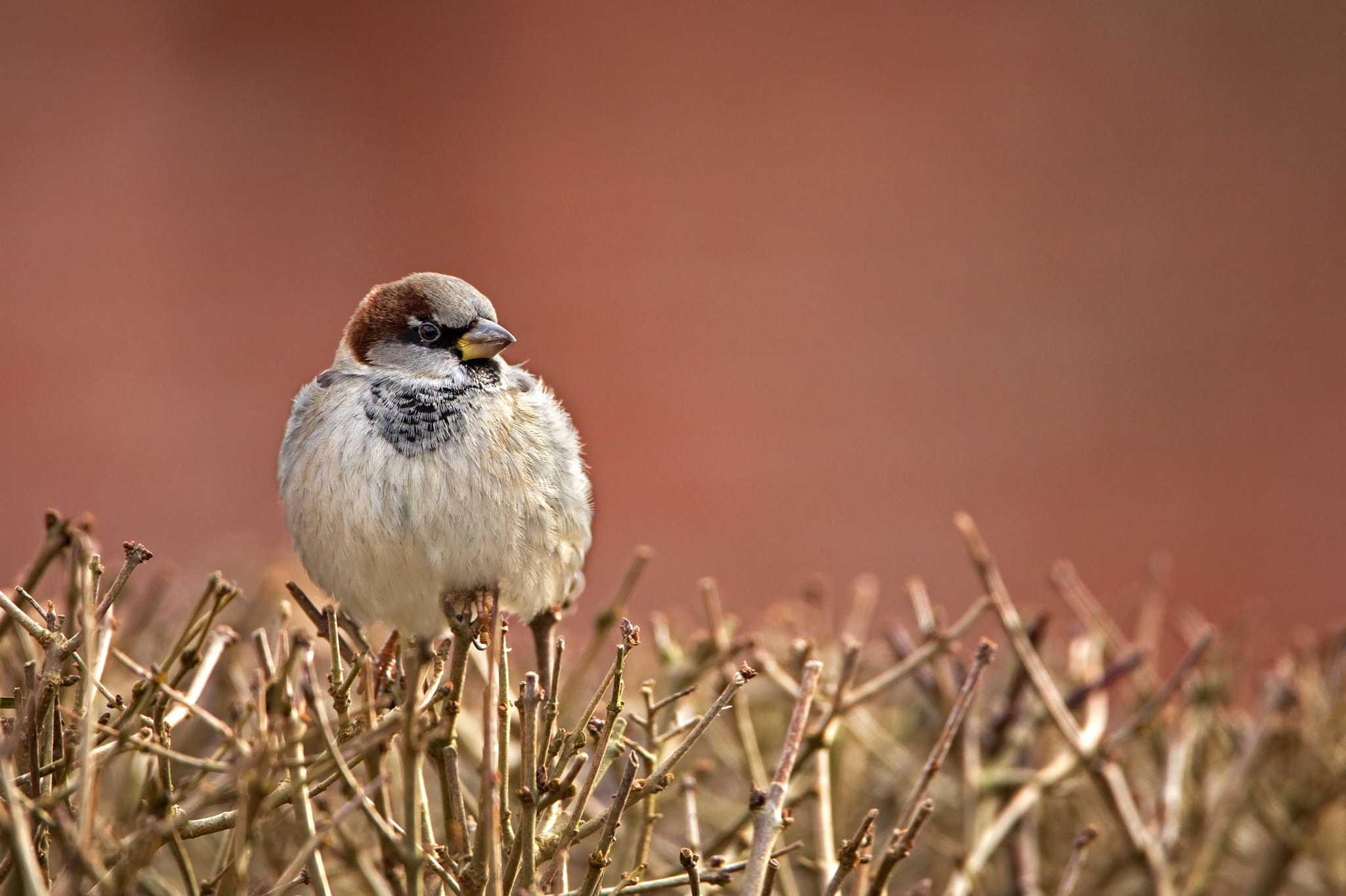Canon EF 500mm F4L IS USM sample photo. House sparrow photography