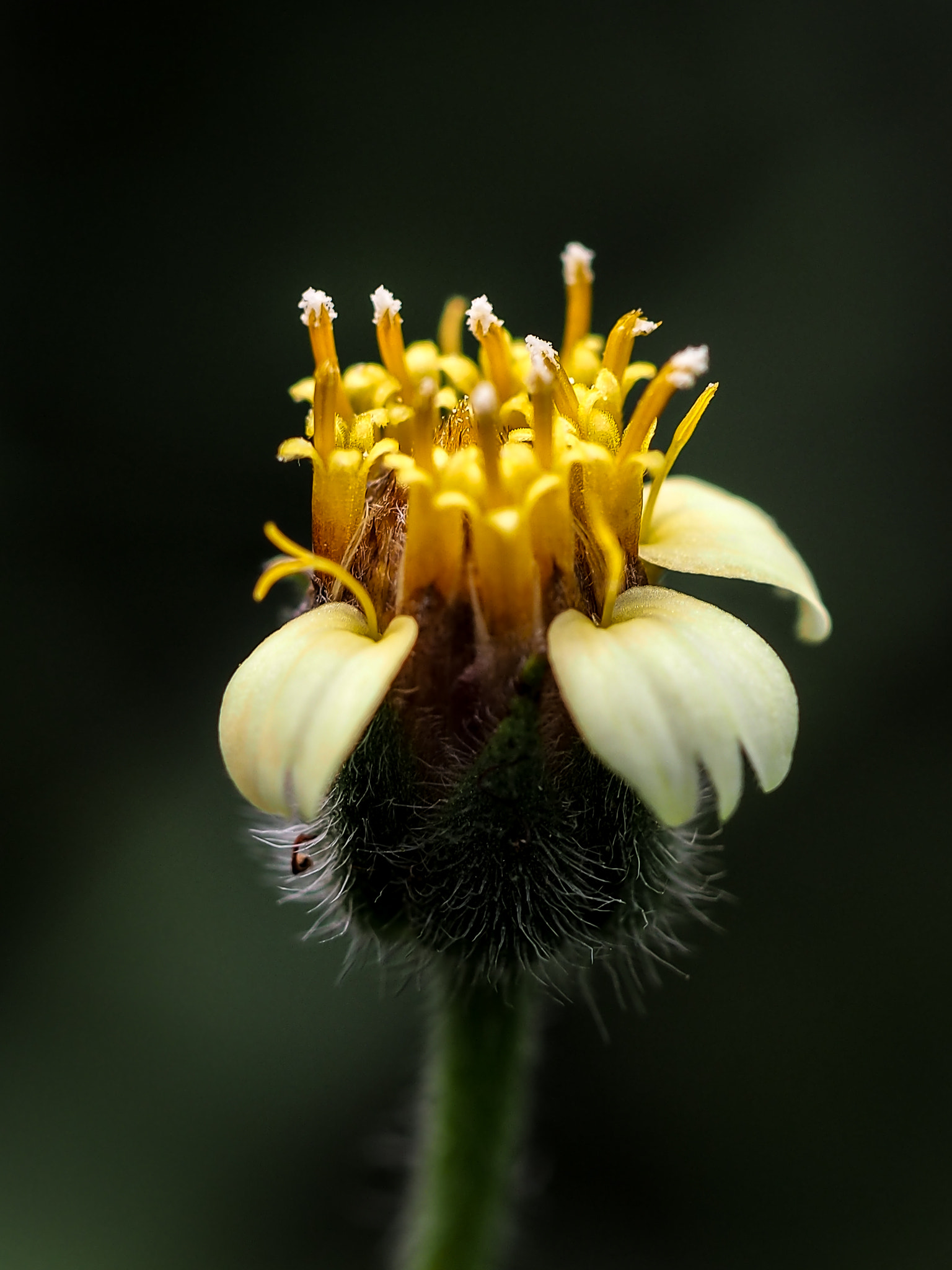 Olympus M.Zuiko Digital ED 60mm F2.8 Macro sample photo. Simple weedflower photography
