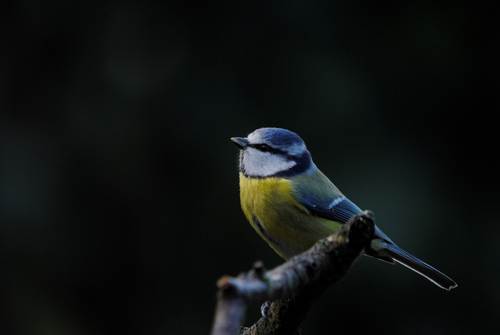 Sigma 50-500mm F4-6.3 EX APO RF HSM sample photo. Tomtit photography
