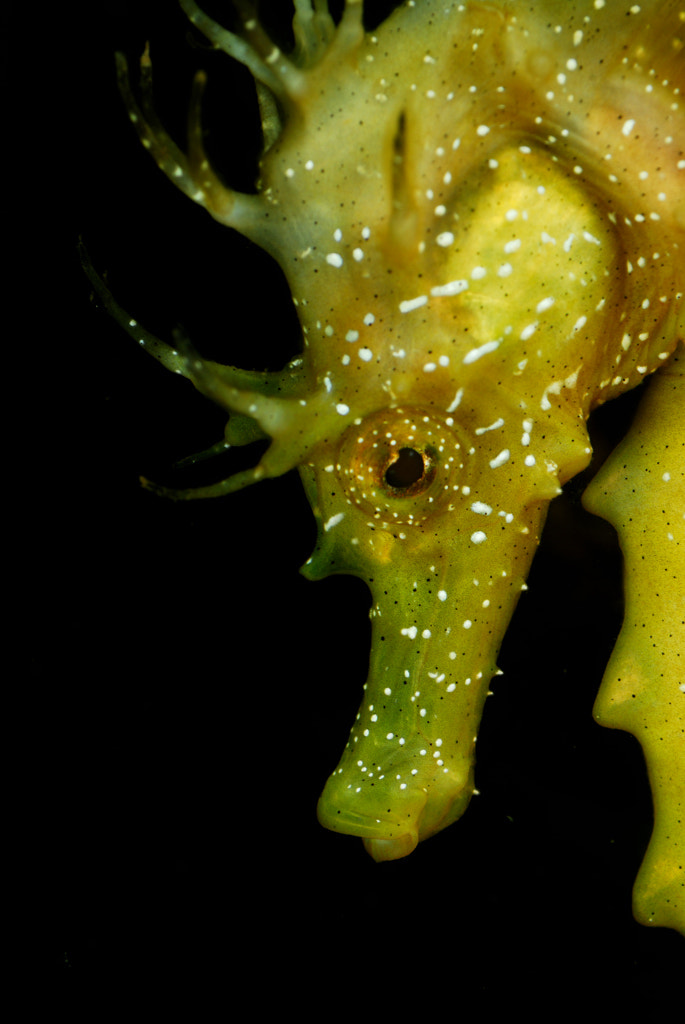 Nikon D200 sample photo. Portrait of sea horse photography