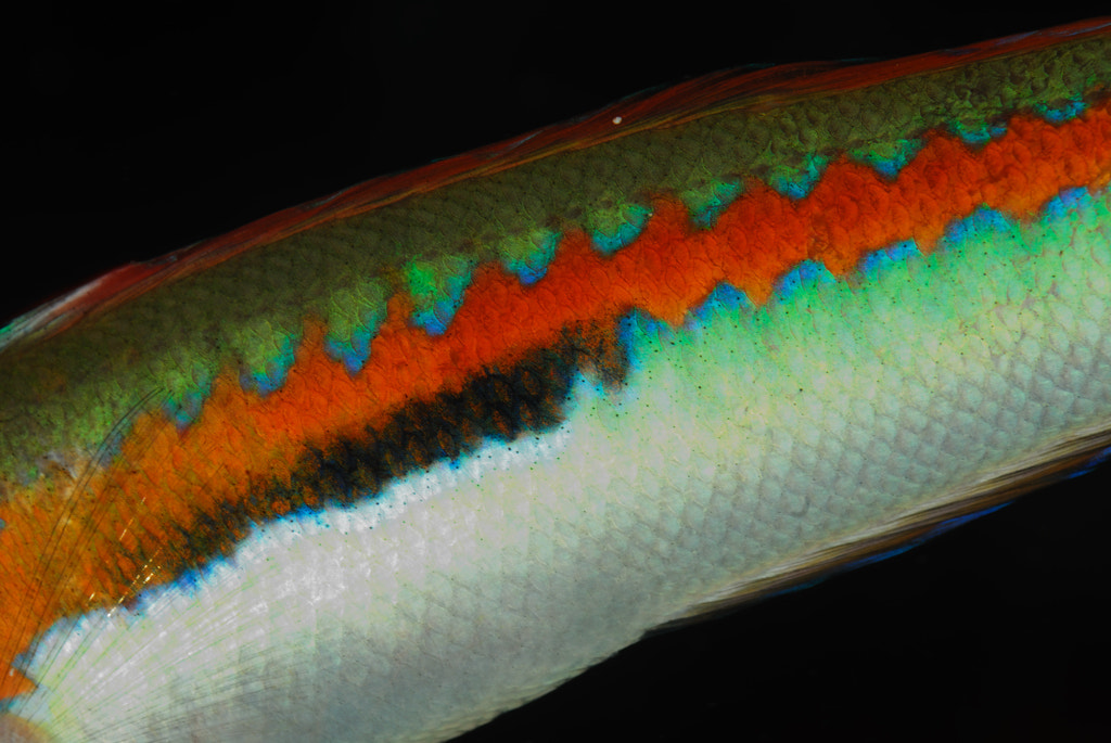 Nikon D200 + Nikon AF Micro-Nikkor 60mm F2.8D sample photo. Rainbow wrasse photography