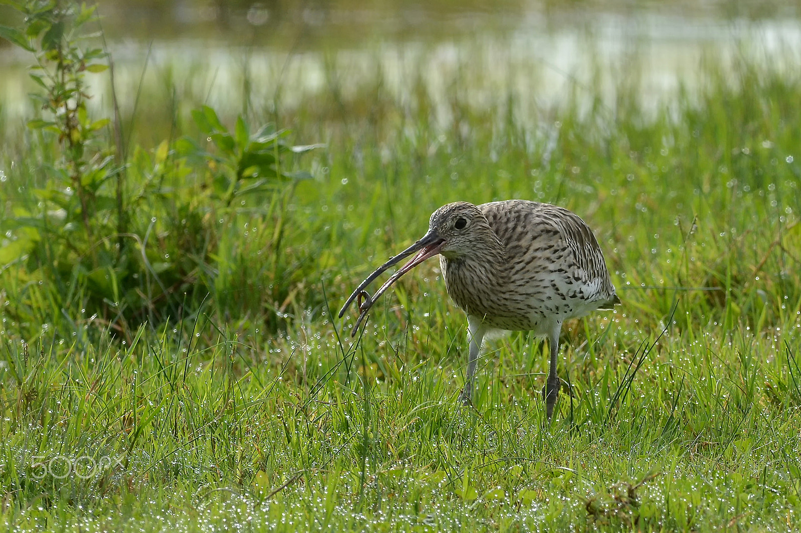 Nikon D7100 + Nikon AF-S Nikkor 300mm F2.8G ED-IF VR sample photo. Il pasto photography