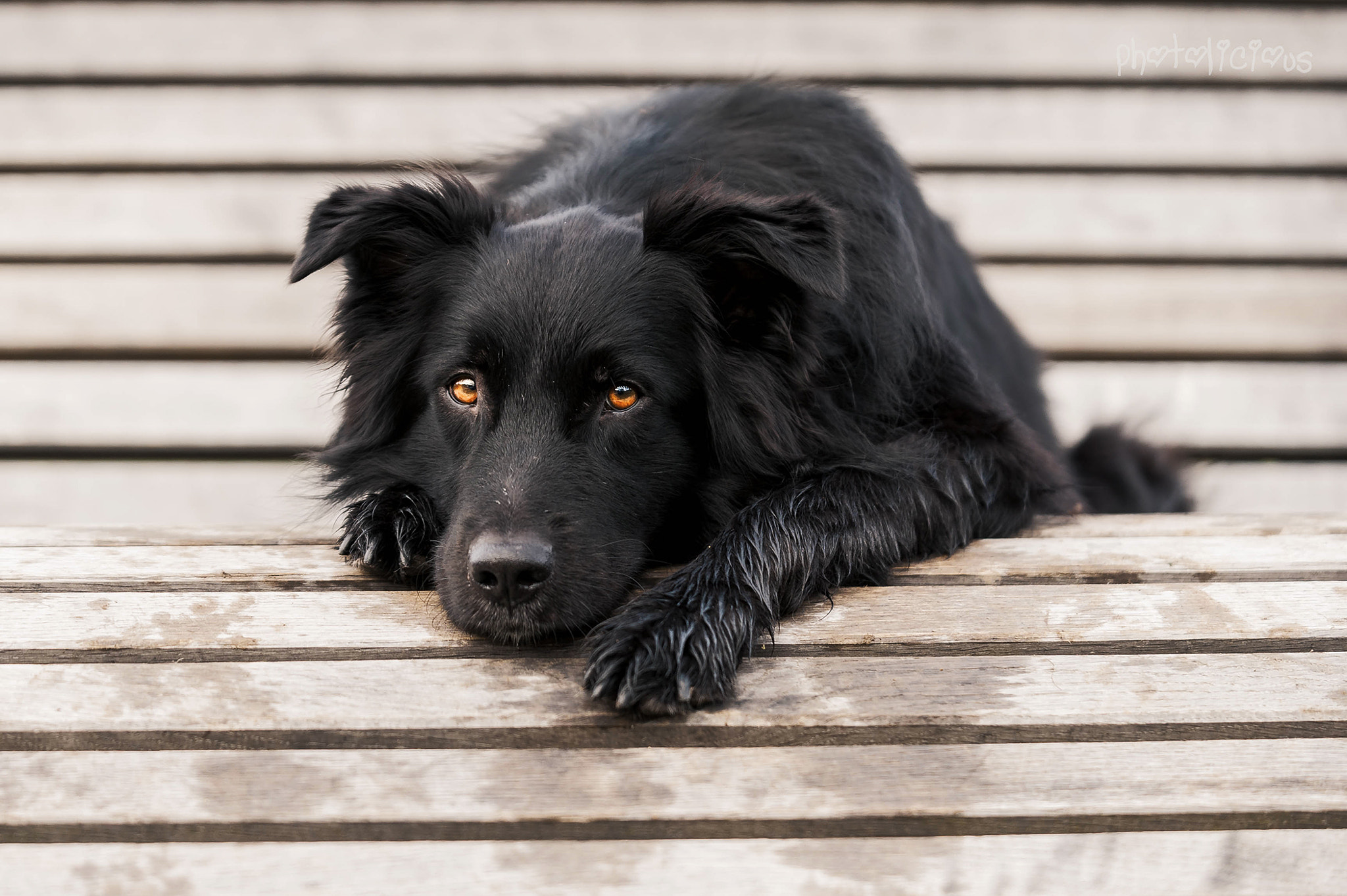 AF-S Zoom-Nikkor 80-200mm f/2.8D IF-ED sample photo. Loki - avatara's sanctuary in black photography
