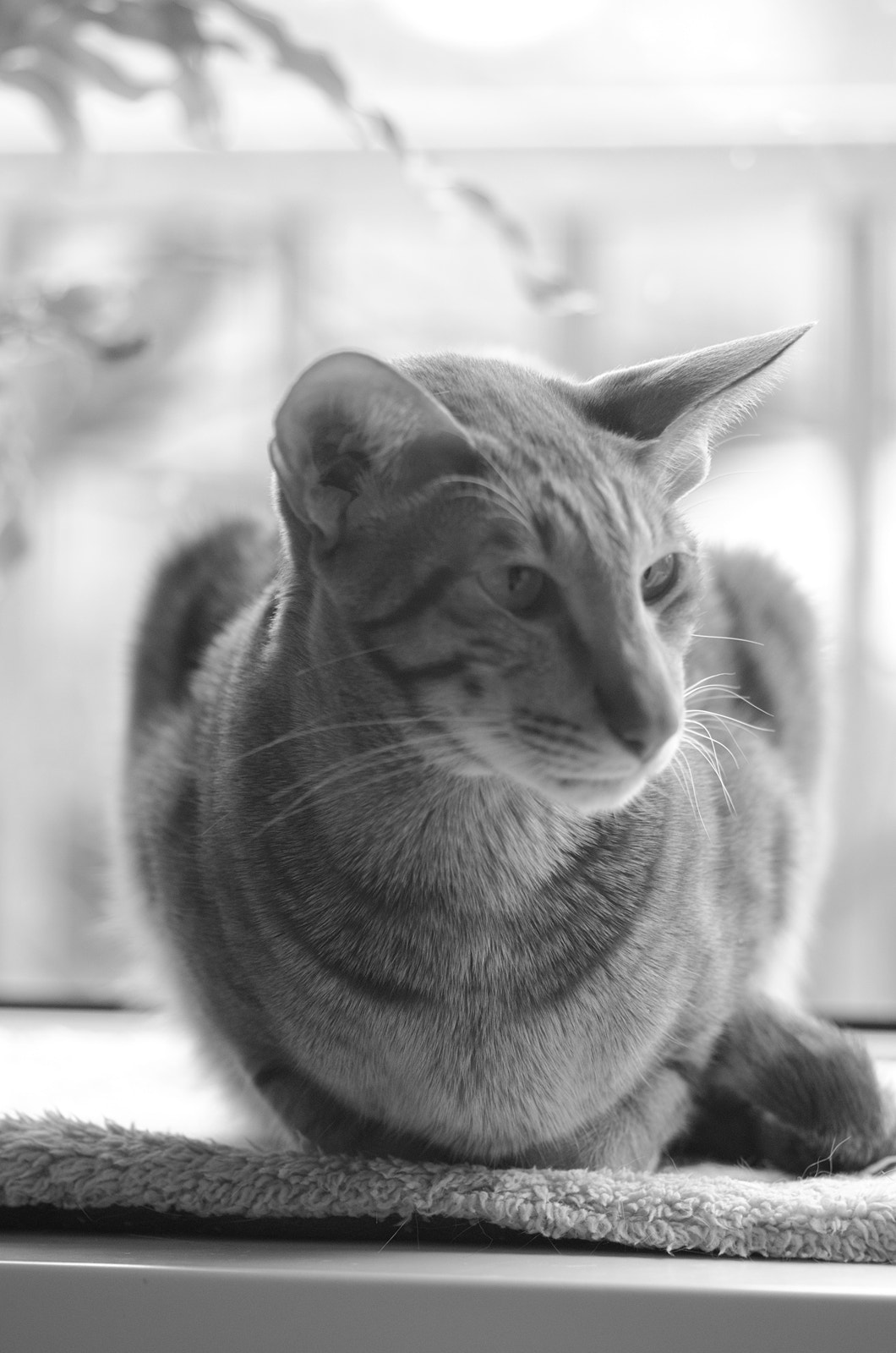 Nikon D7000 + Sigma 105mm F2.8 EX DG Macro sample photo. Sonar photography