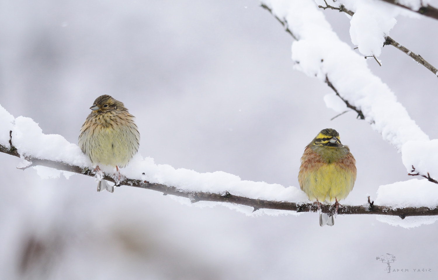 Nikon D7100 + AF Nikkor 70-210mm f/4-5.6D sample photo. Cirl bunting photography