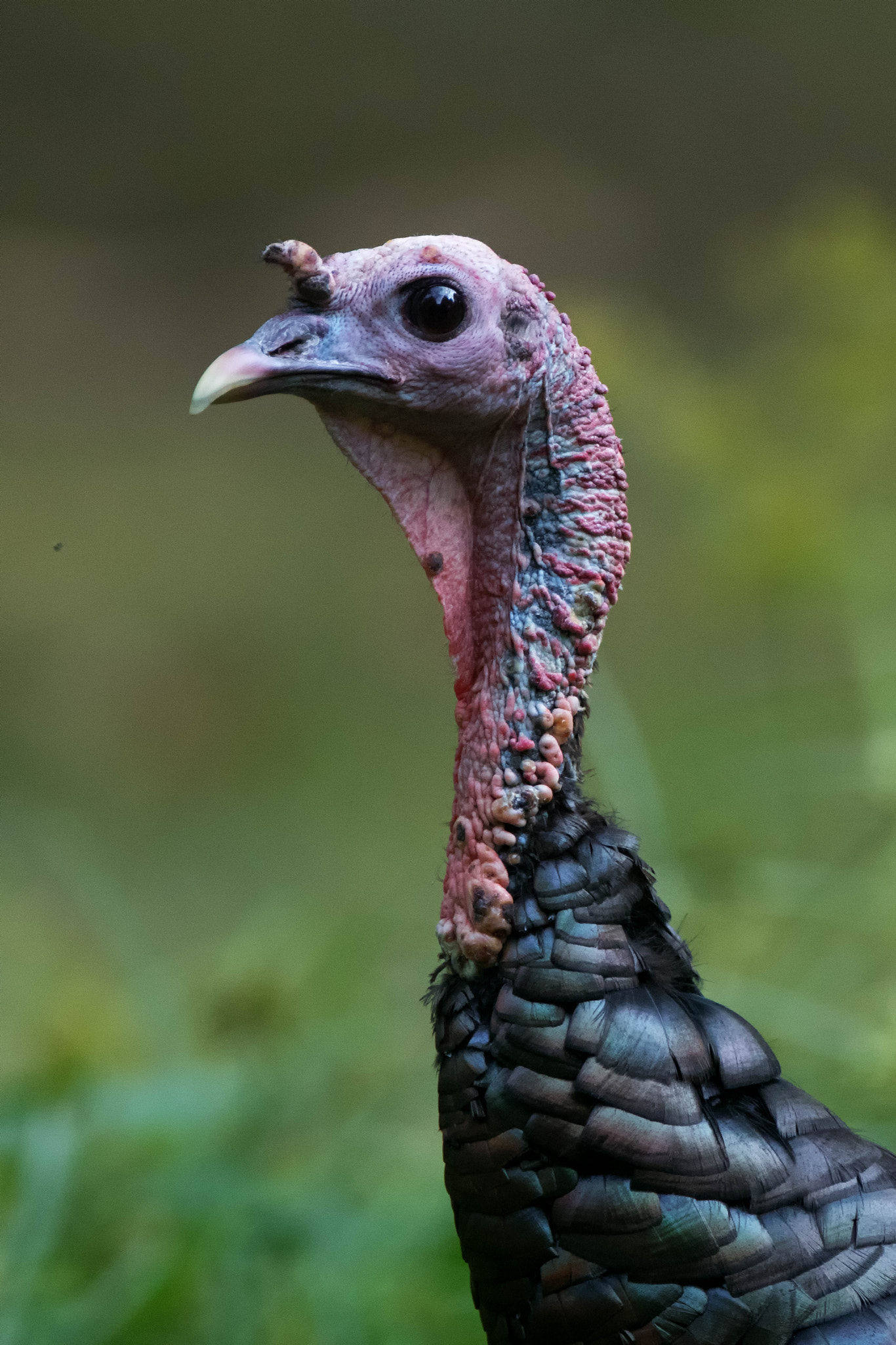 Canon EF 500mm F4L IS USM sample photo. Turkey portrait photography
