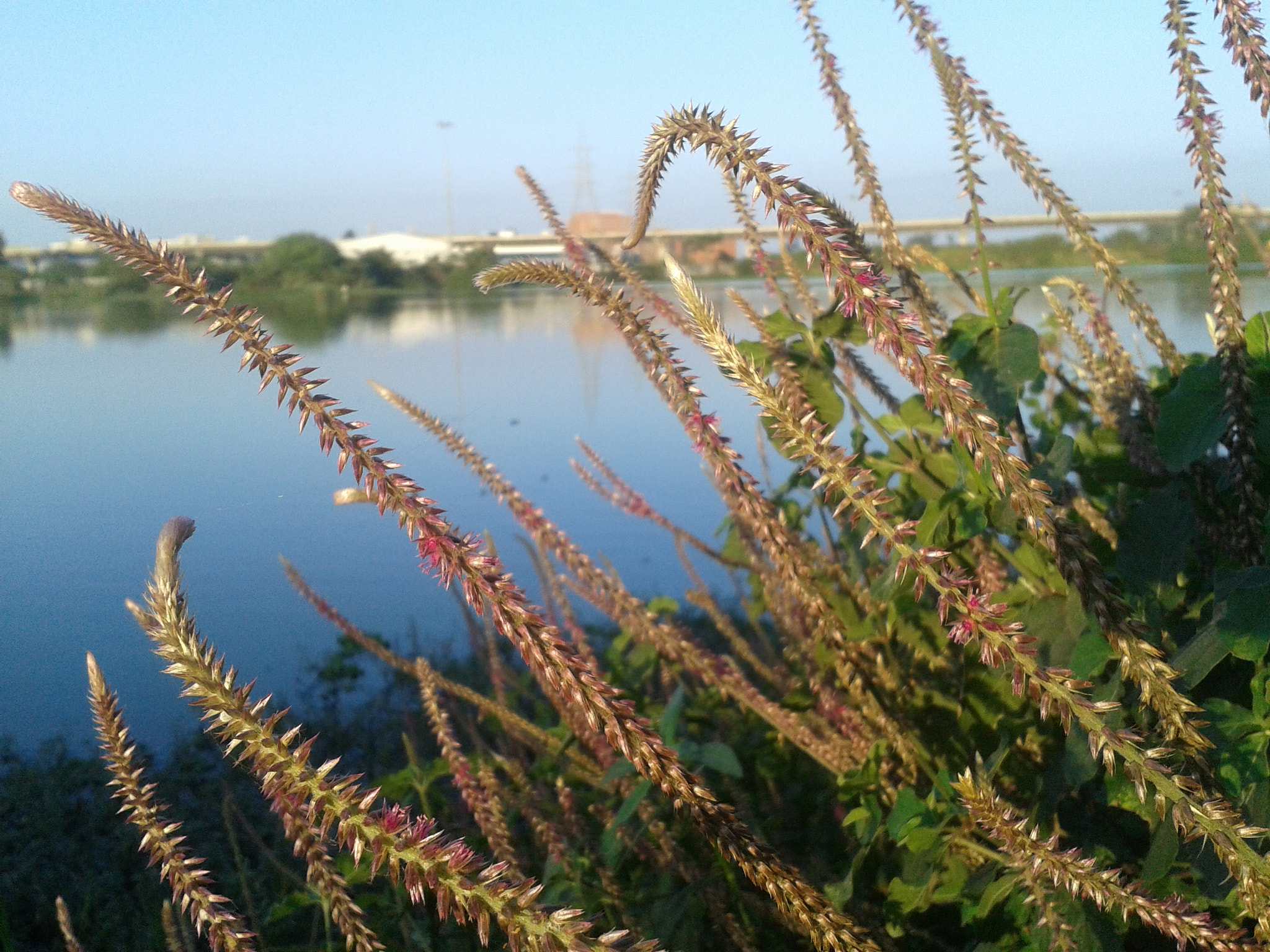 Samsung Galaxy Trend Plus sample photo. Chikka togur lake photography