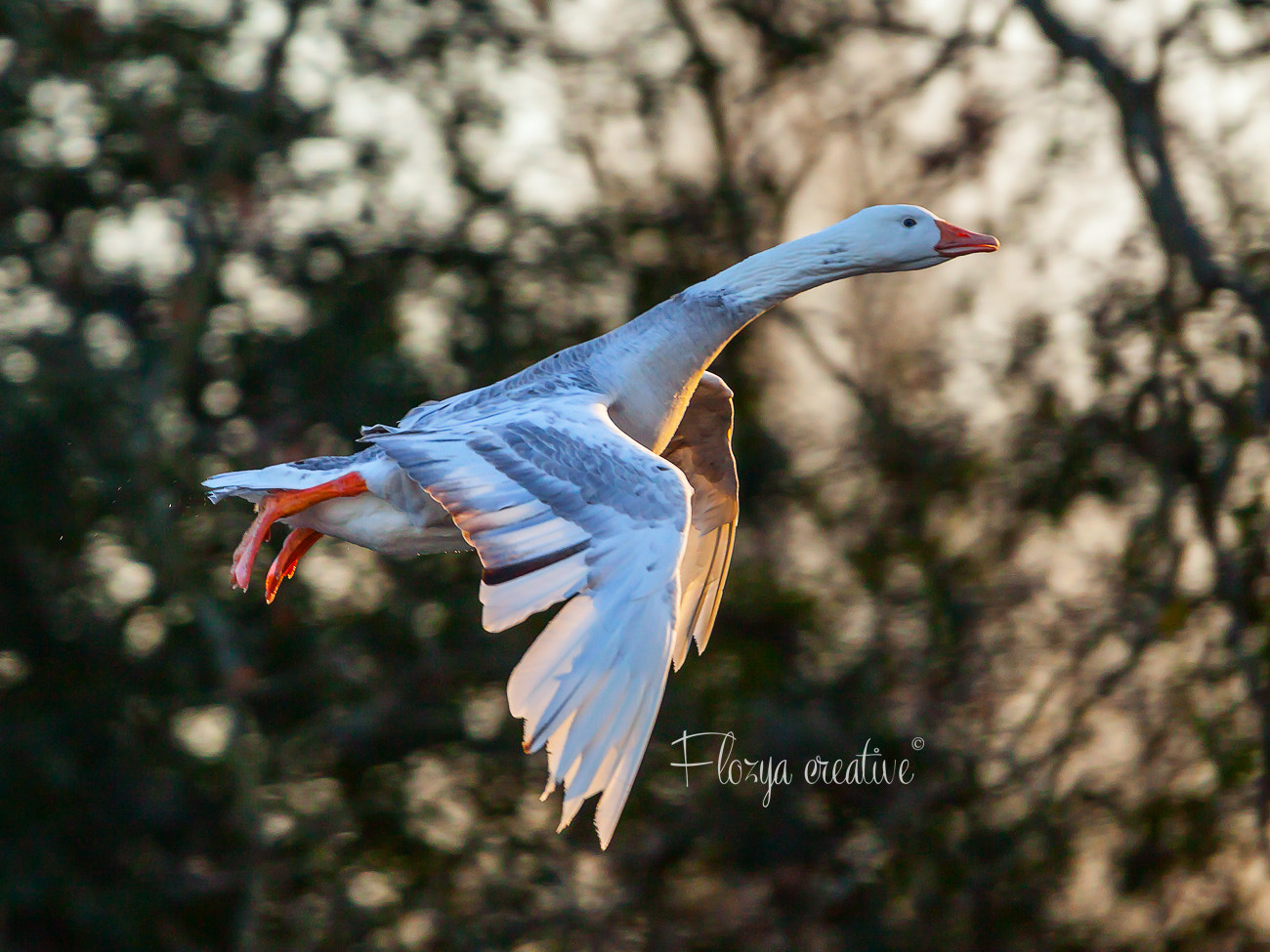 Canon EF 300mm F2.8L IS USM sample photo. Flying goose by the sunset photography