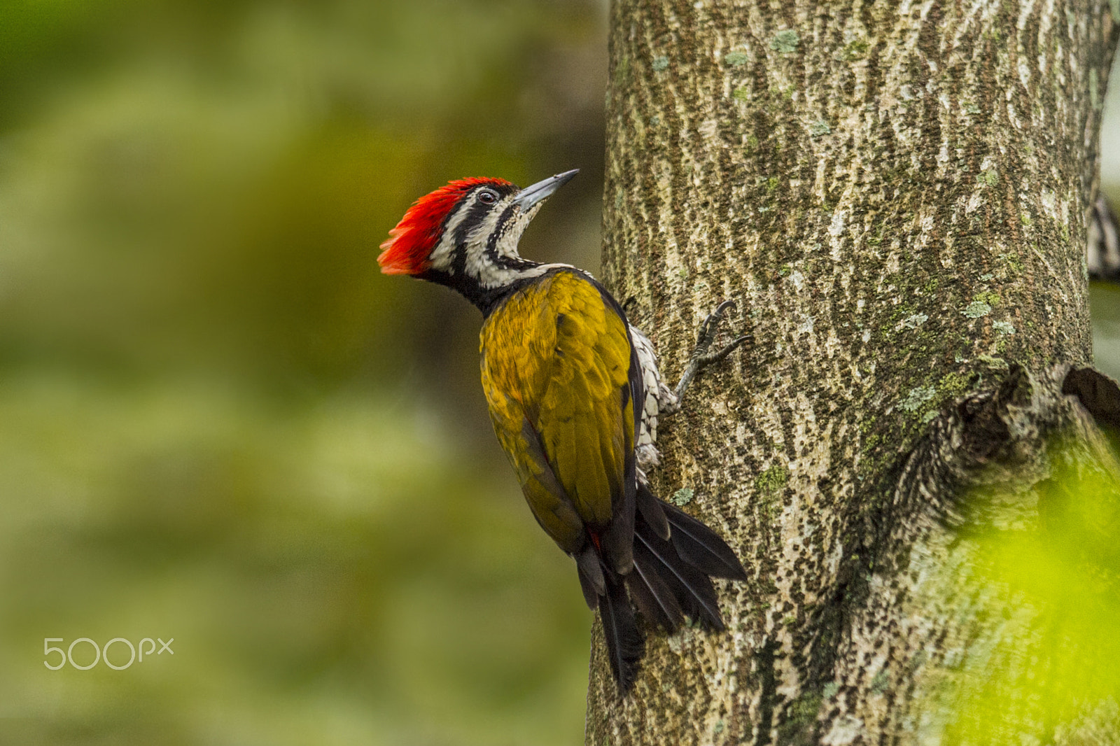 Nikon AF-S Nikkor 400mm F2.8G ED VR II sample photo. Flameback woodpecker photography