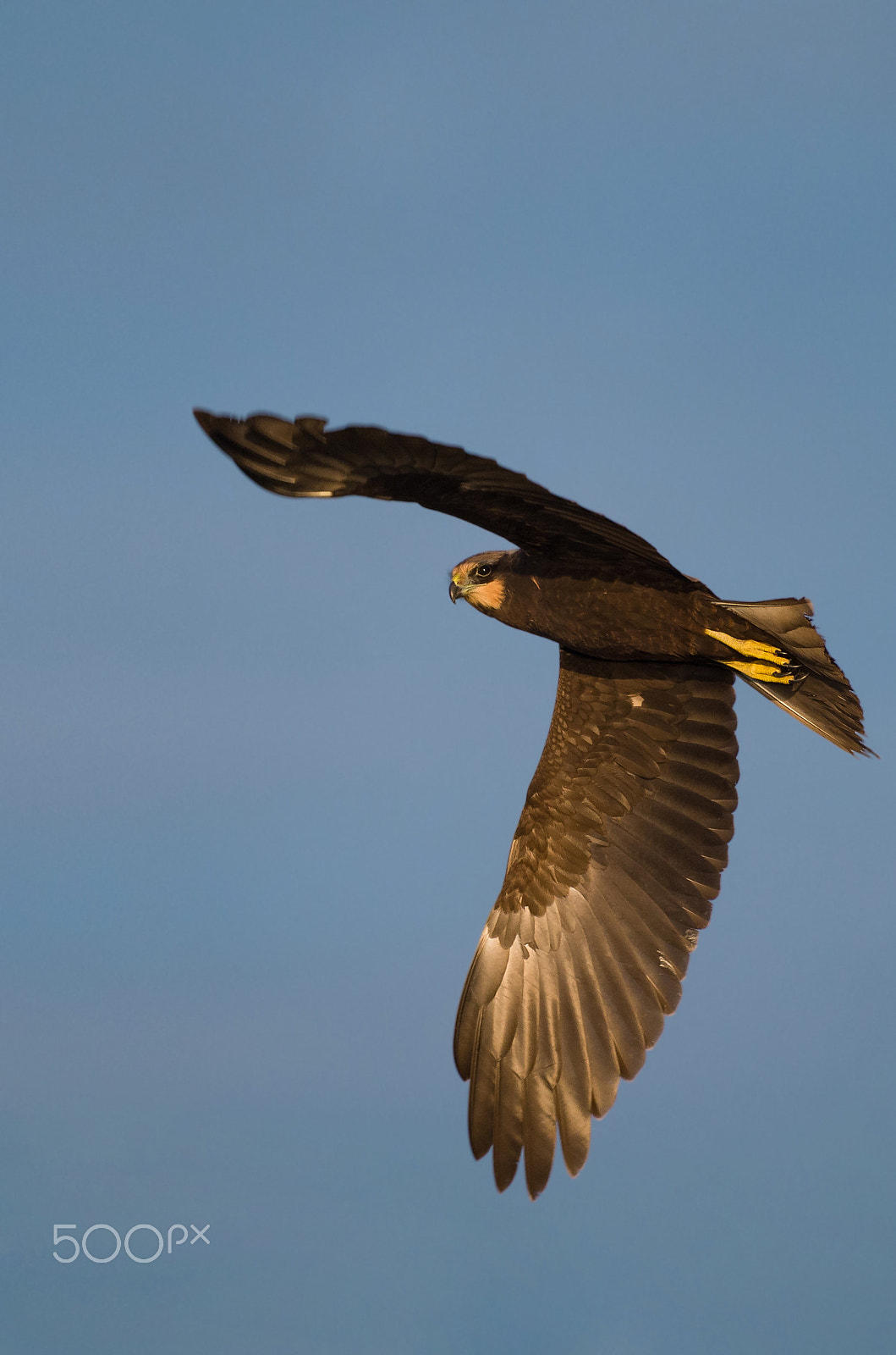 Pentax smc DA* 300mm F4.0 ED (IF) SDM sample photo. Eye contact photography