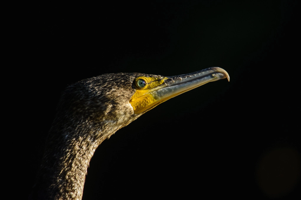 Sigma 50-500mm F4-6.3 EX APO RF HSM sample photo. Portrait of cormorant photography