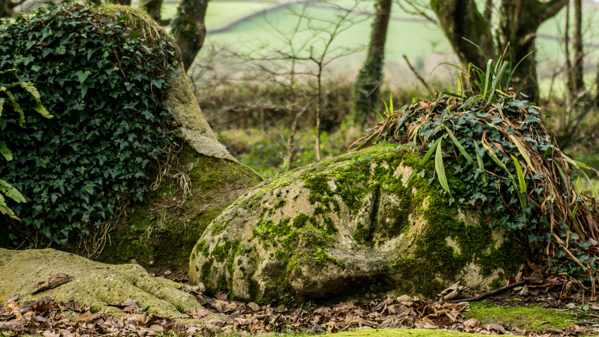 Tamron 18-270mm F3.5-6.3 Di II PZD sample photo. Lost gardens of heligan photography
