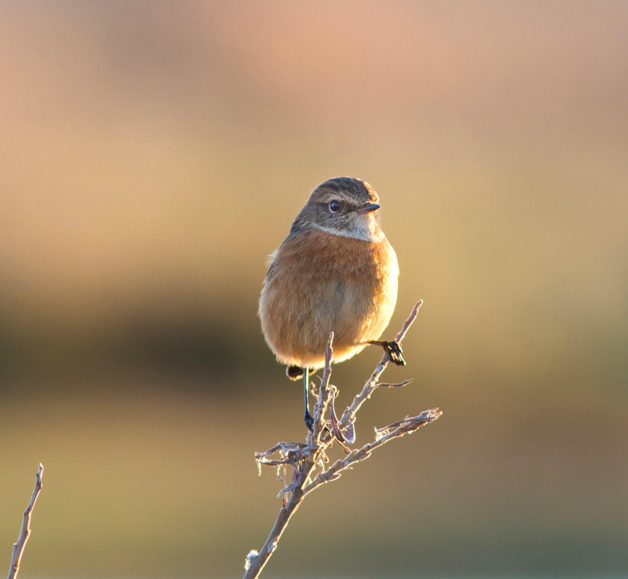 Canon EOS 7D Mark II + Canon EF 300mm F4L IS USM sample photo. Stonechat photography