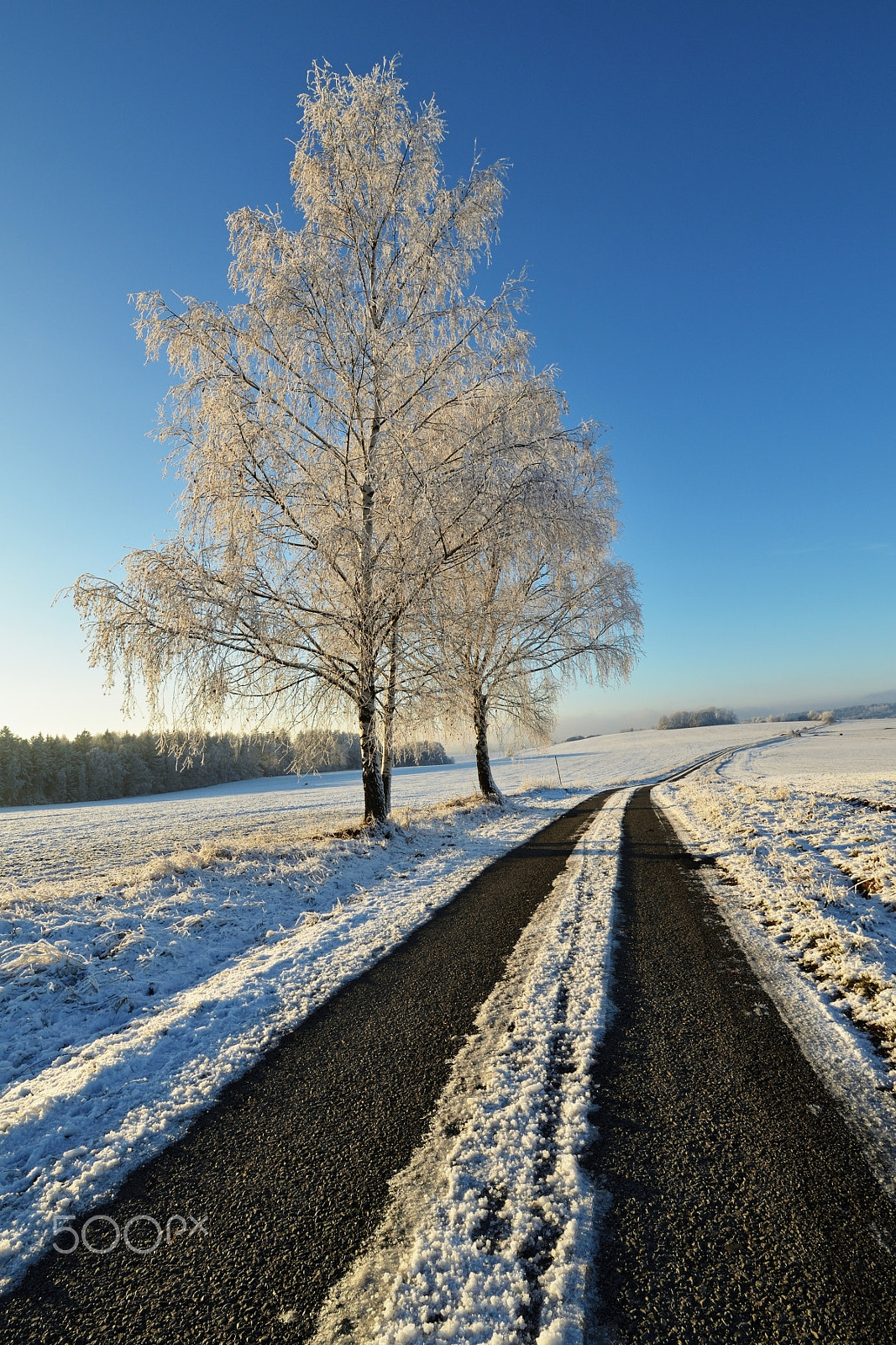 Samyang 14mm F2.8 ED AS IF UMC sample photo. Frosted birch photography