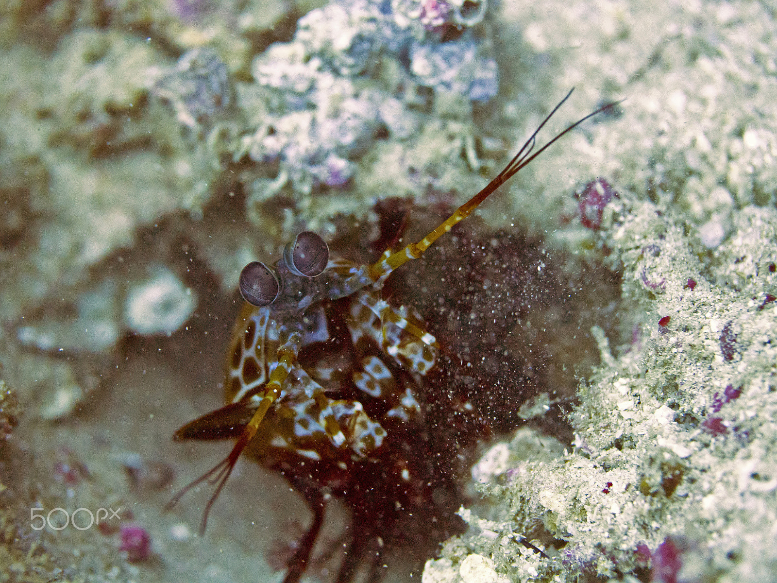 Panasonic Leica DG Macro-Elmarit 45mm F2.8 ASPH OIS sample photo. Shrimp photography