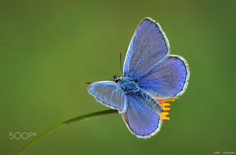 Nikon D7000 + Sigma 24-105mm F4 DG OS HSM Art sample photo. Butterfly photography