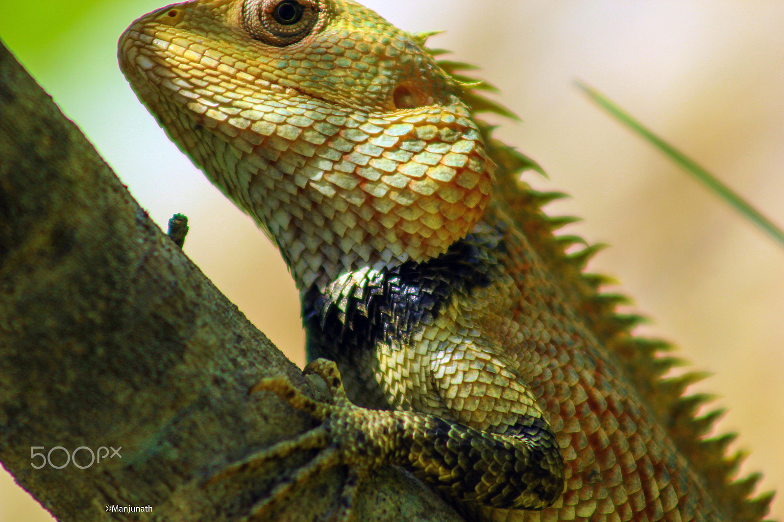Canon EF 75-300mm f/4-5.6 USM sample photo. Lizard photography