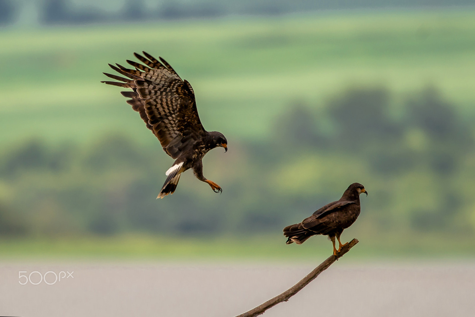 Sigma 150-600mm F5-6.3 DG OS HSM | C sample photo. Rostrhamus sociabilis photography