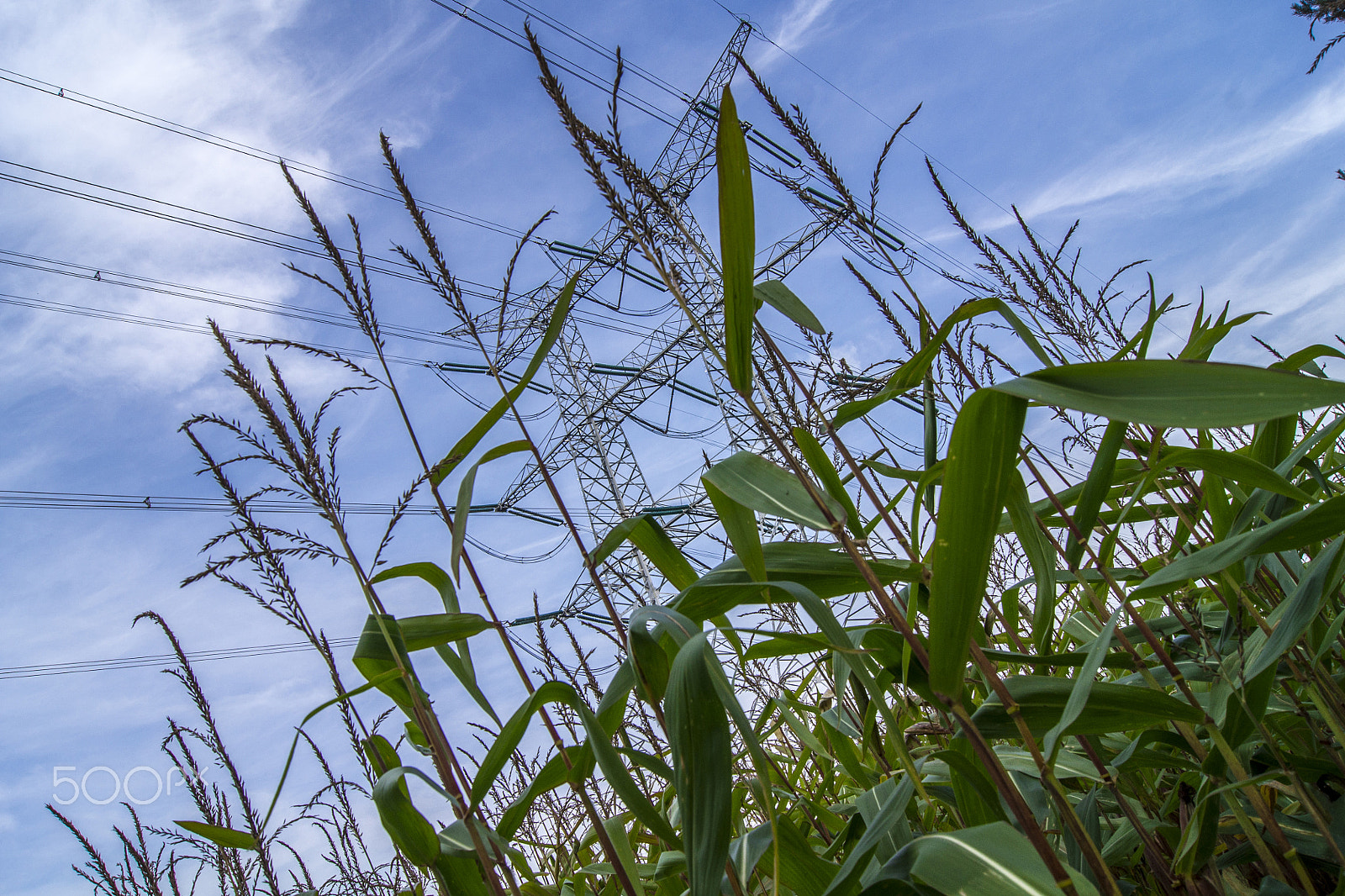 Sony Alpha DSLR-A500 + Sony DT 18-55mm F3.5-5.6 SAM sample photo. Electricity pylon in a corn field photography