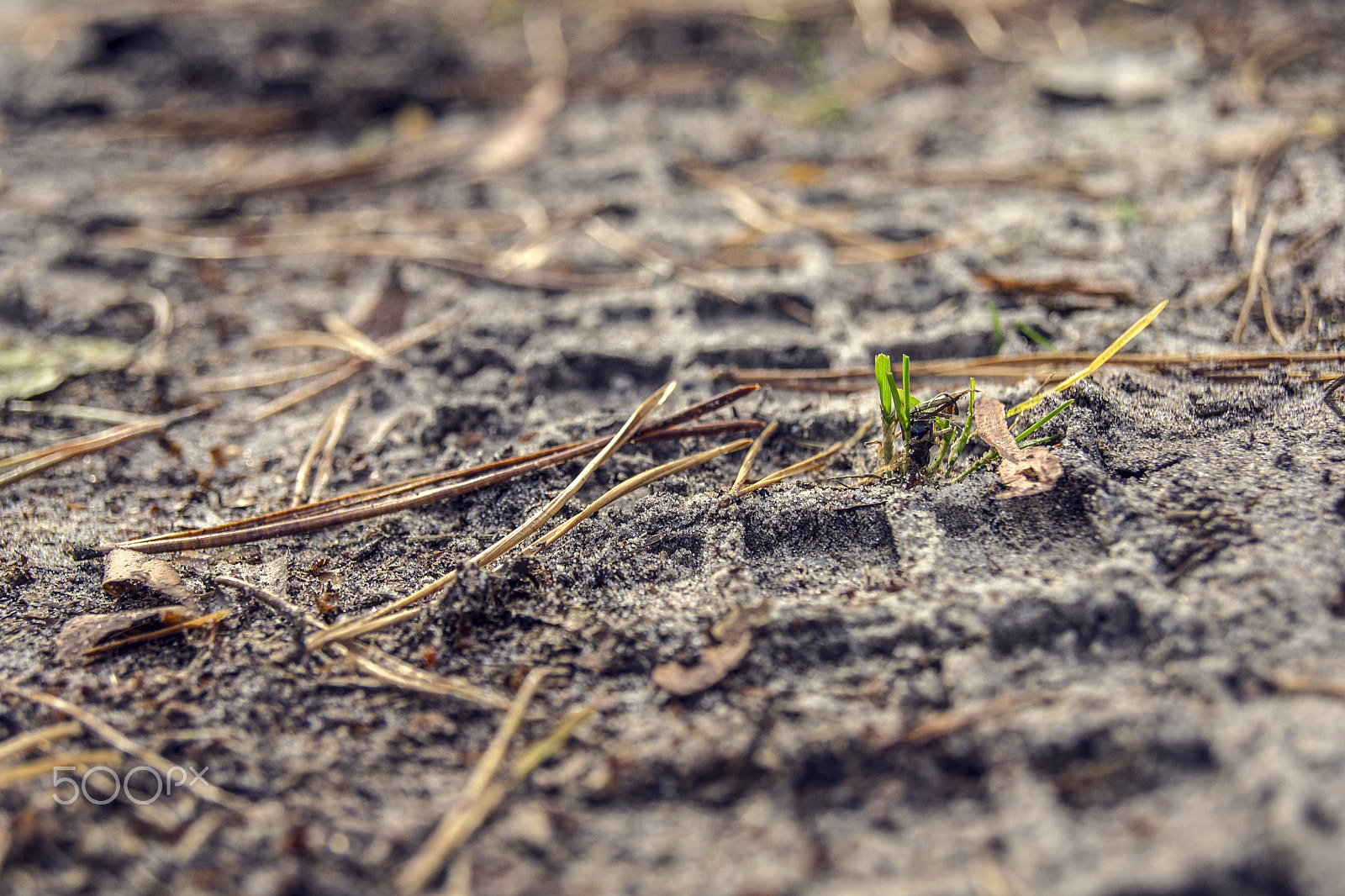 Sony Alpha DSLR-A500 + Sony DT 18-55mm F3.5-5.6 SAM sample photo. Tire imprint in sand photography