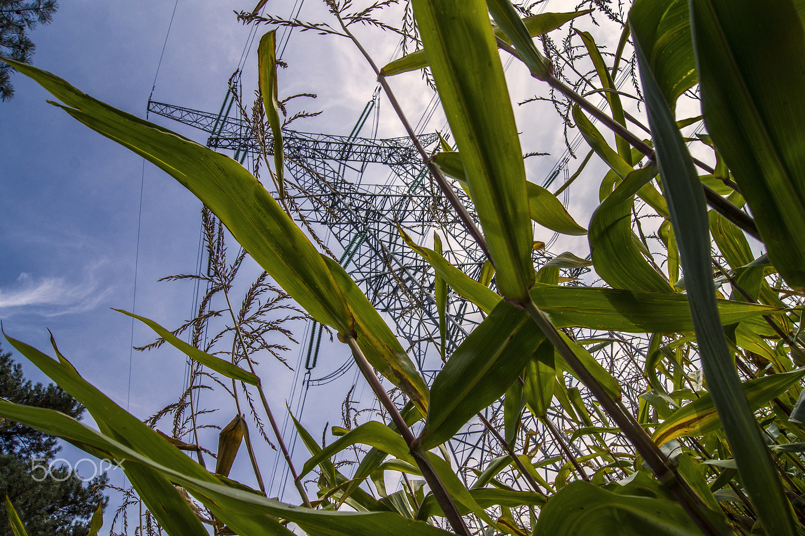 Sony Alpha DSLR-A500 sample photo. Electricity pylon in a corn field photography
