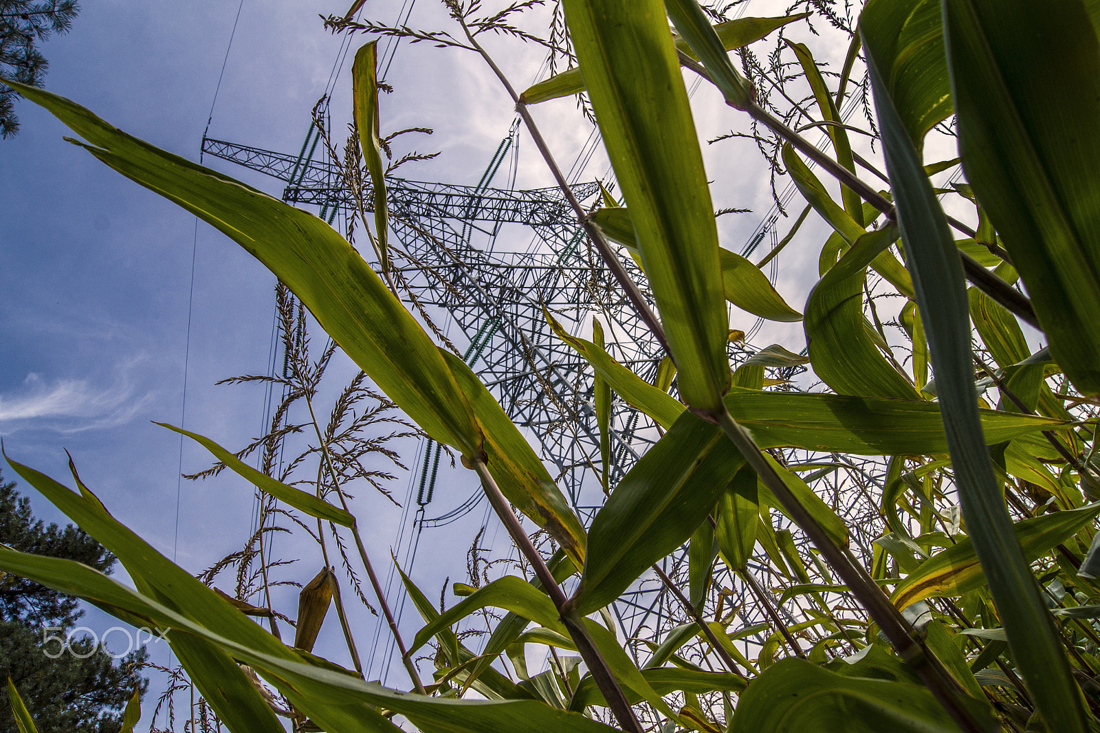 Sony Alpha DSLR-A500 + Sony DT 18-55mm F3.5-5.6 SAM sample photo. Electricity pylon in a corn field photography