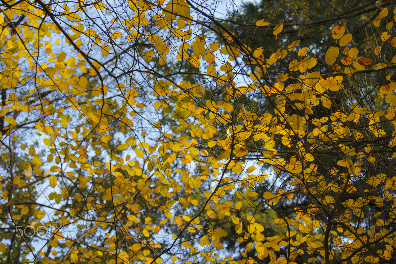 Sony Alpha DSLR-A500 sample photo. Golden autumn leaves against a blue sky photography