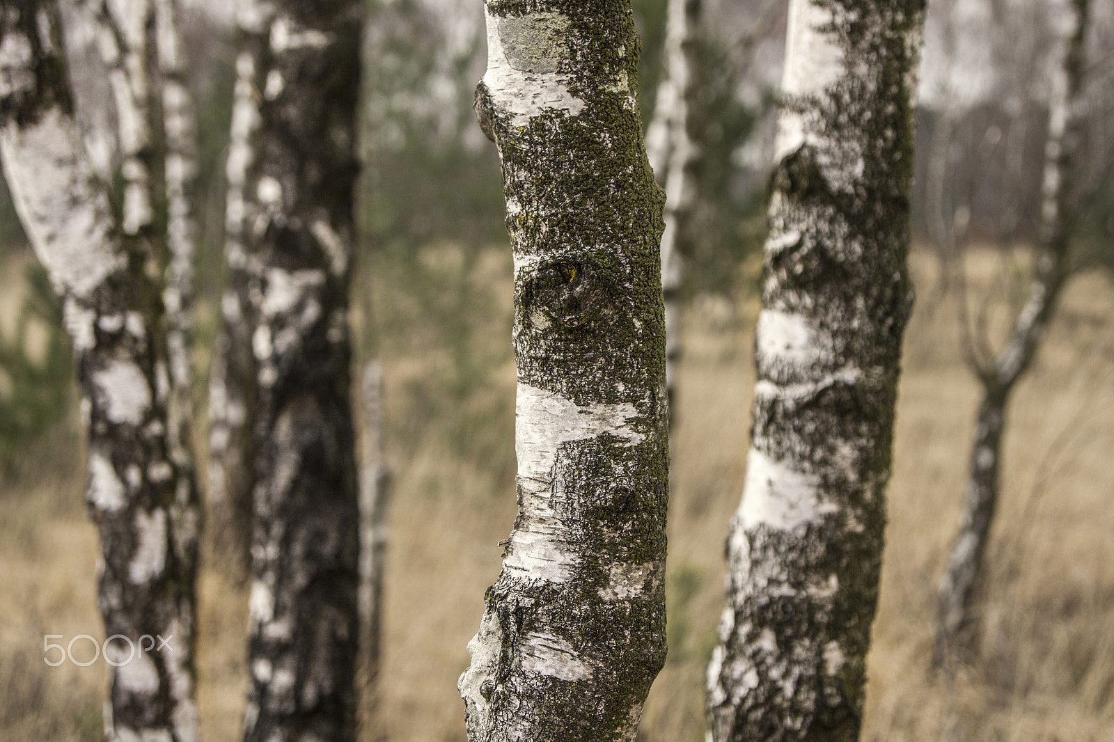 Sony Alpha DSLR-A500 + Sony DT 18-55mm F3.5-5.6 SAM sample photo. Close-up of birch trunks photography