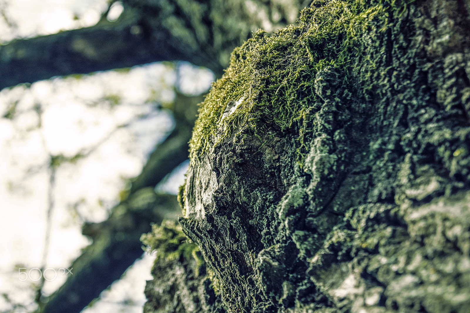 Sony Alpha DSLR-A500 sample photo. Close-up of bark of a tree photography