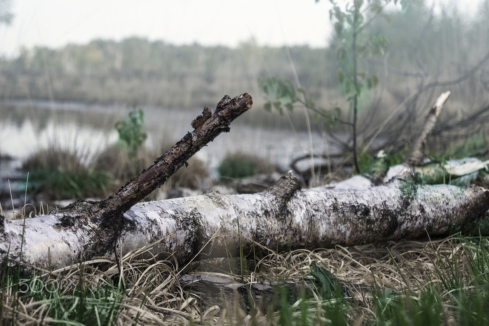 Sony Alpha DSLR-A500 sample photo. Birch log at a lake photography