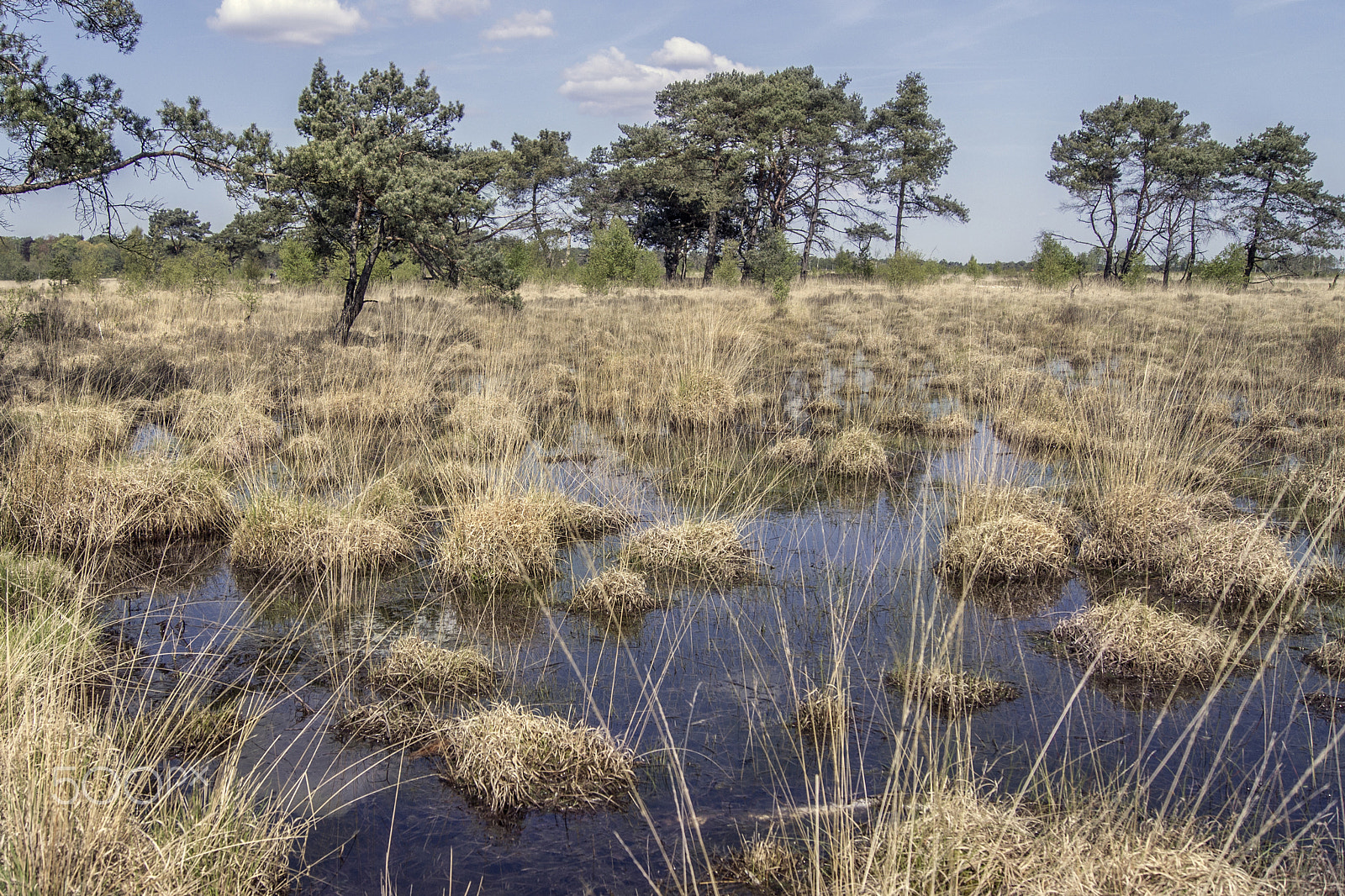 Sony Alpha DSLR-A500 sample photo. Wetland in the summer photography
