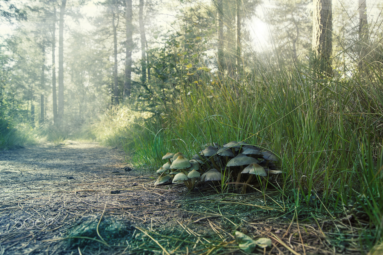 Sony Alpha DSLR-A500 + Sony DT 18-55mm F3.5-5.6 SAM sample photo. Close-up of mushrooms photography