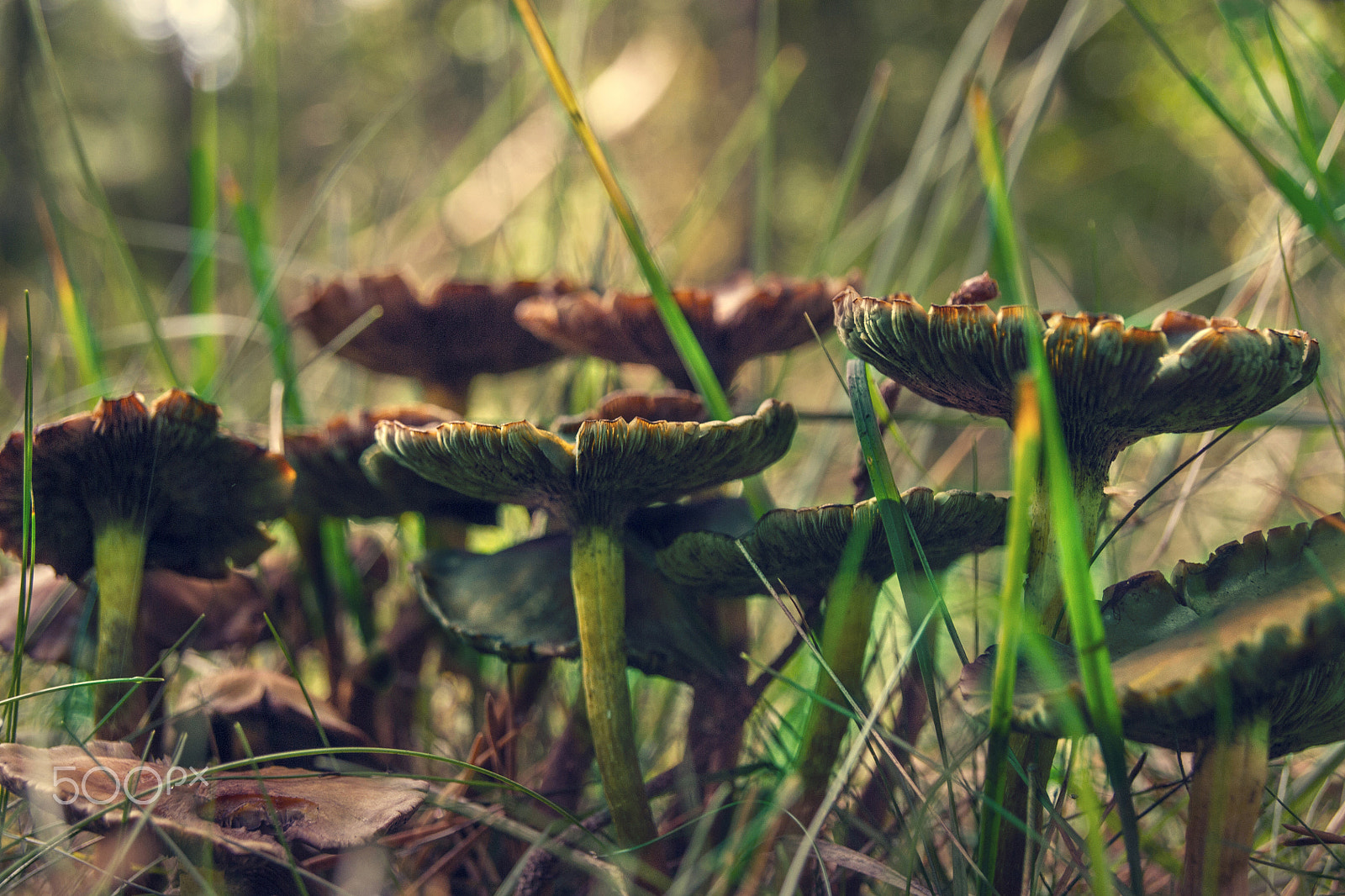 Sony Alpha DSLR-A500 sample photo. Close-up of mushrooms photography