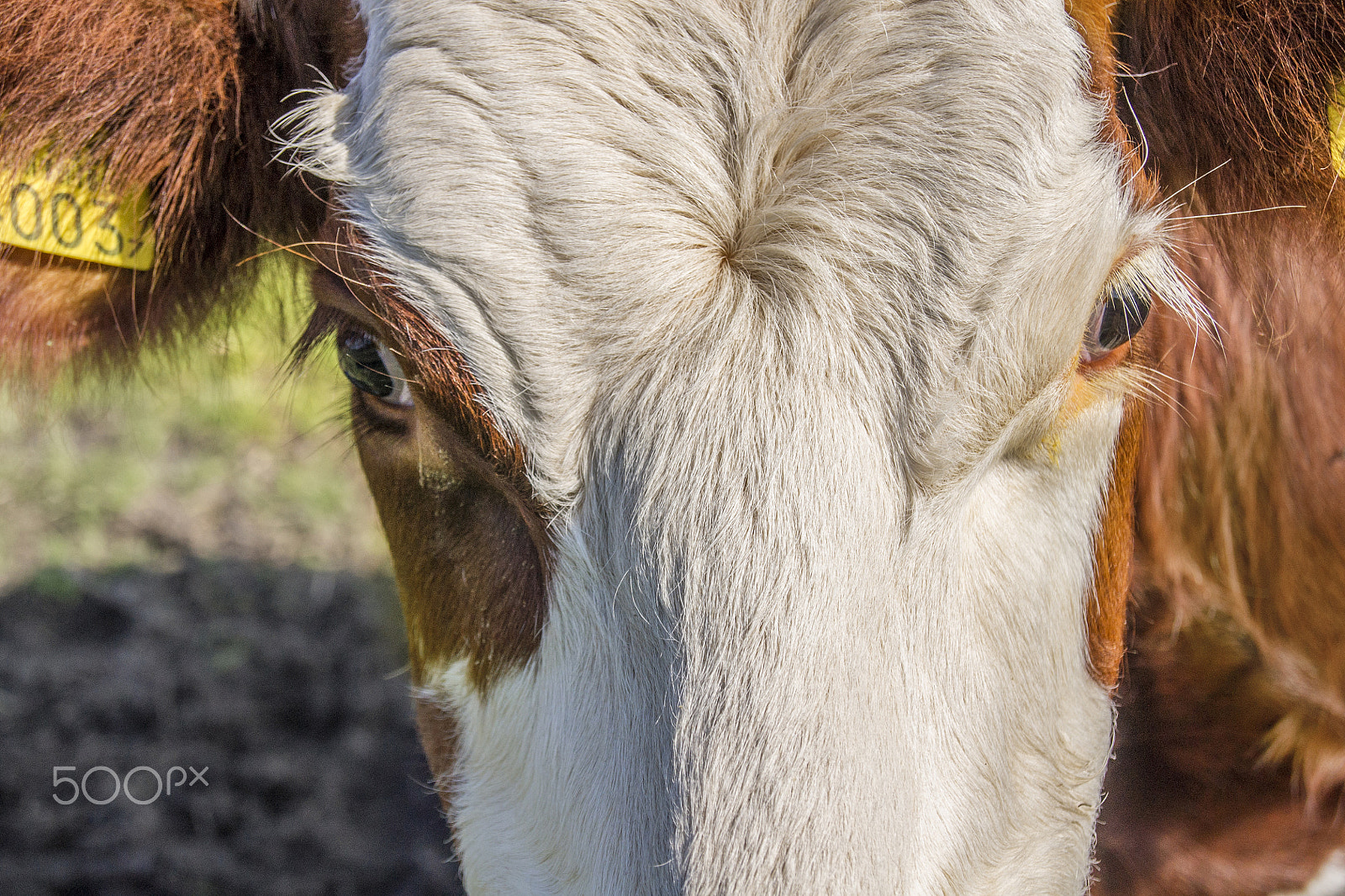 Sony Alpha DSLR-A500 + Sony DT 18-55mm F3.5-5.6 SAM sample photo. Close-up of a cow head photography