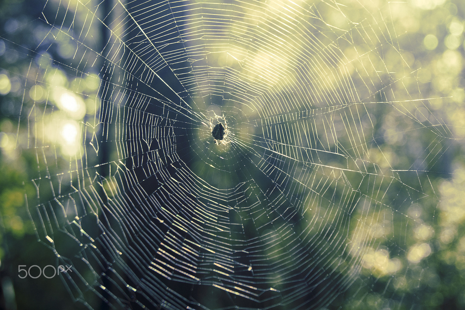 Sony Alpha DSLR-A500 + Sony DT 18-55mm F3.5-5.6 SAM sample photo. Spider in a web photography