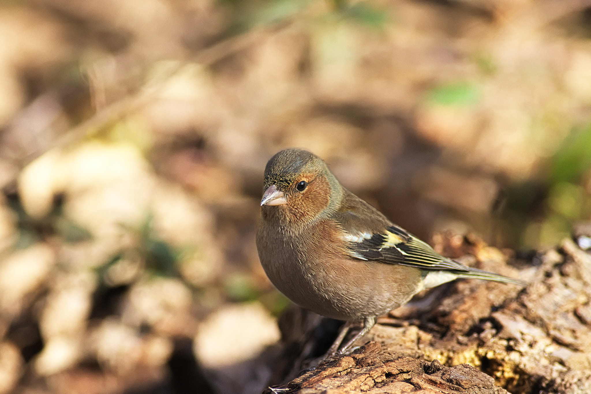 Nikon D7200 + Nikon AF-S Nikkor 300mm F4D ED-IF sample photo. Fringuello femmina photography