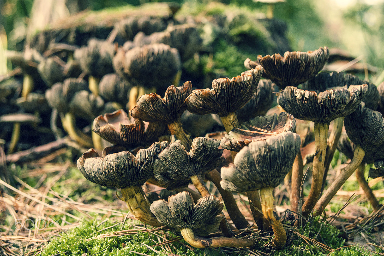 Sony Alpha DSLR-A500 + Sony DT 18-55mm F3.5-5.6 SAM sample photo. Close-up of mushrooms in soft autumn light photography