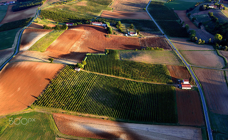 Nikon D750 sample photo. Monferrato vineyard photography