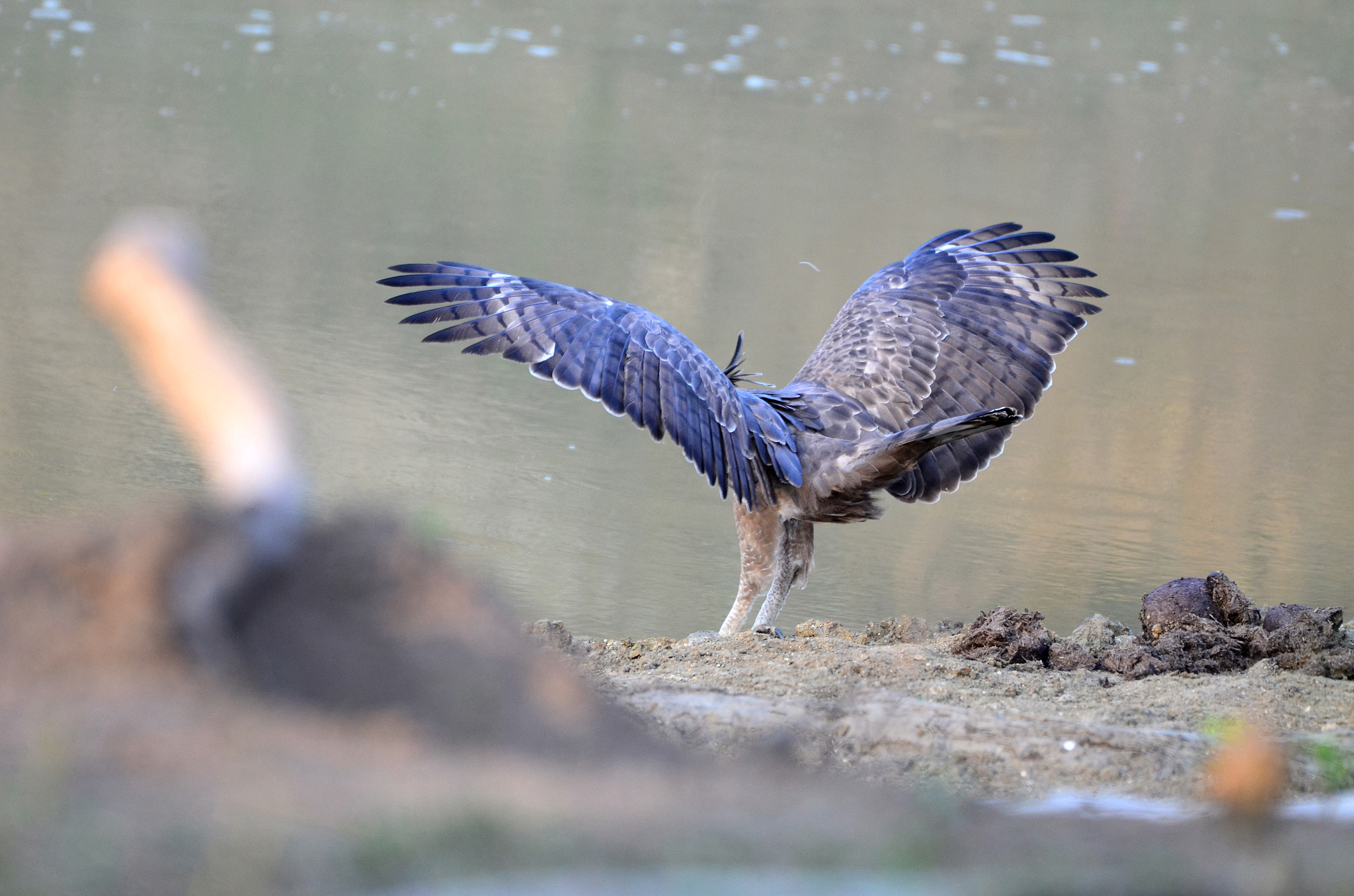 Nikon AF-S Nikkor 200-500mm F5.6E ED VR sample photo. Spread  photography