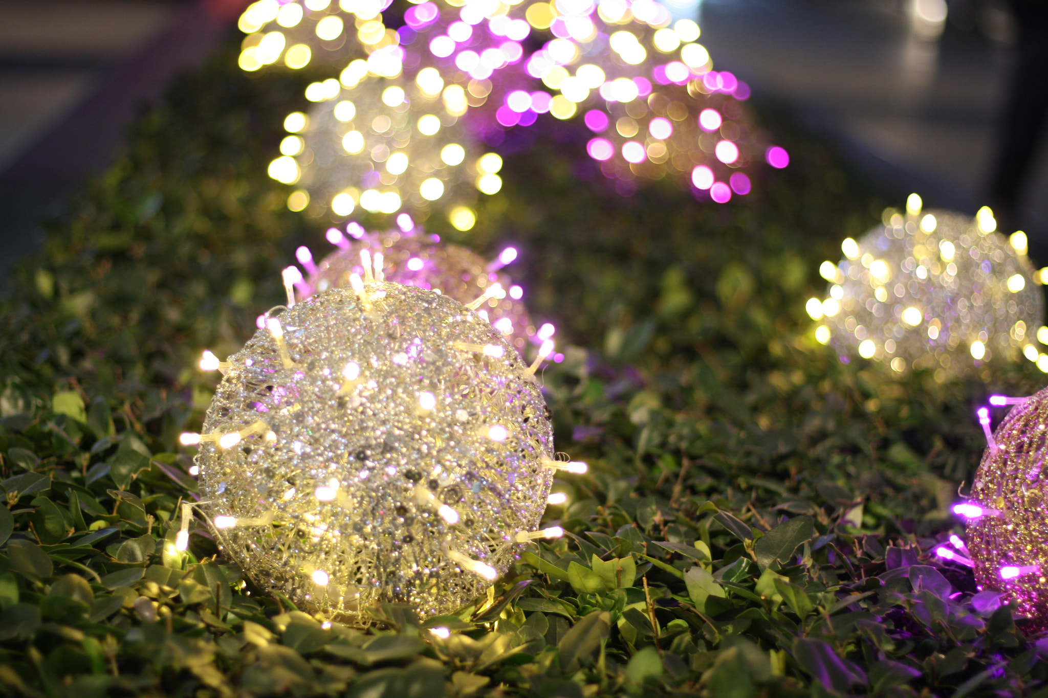 Canon EOS 1000D (EOS Digital Rebel XS / EOS Kiss F) + Canon EF 50mm F1.8 STM sample photo. 随拍 photography