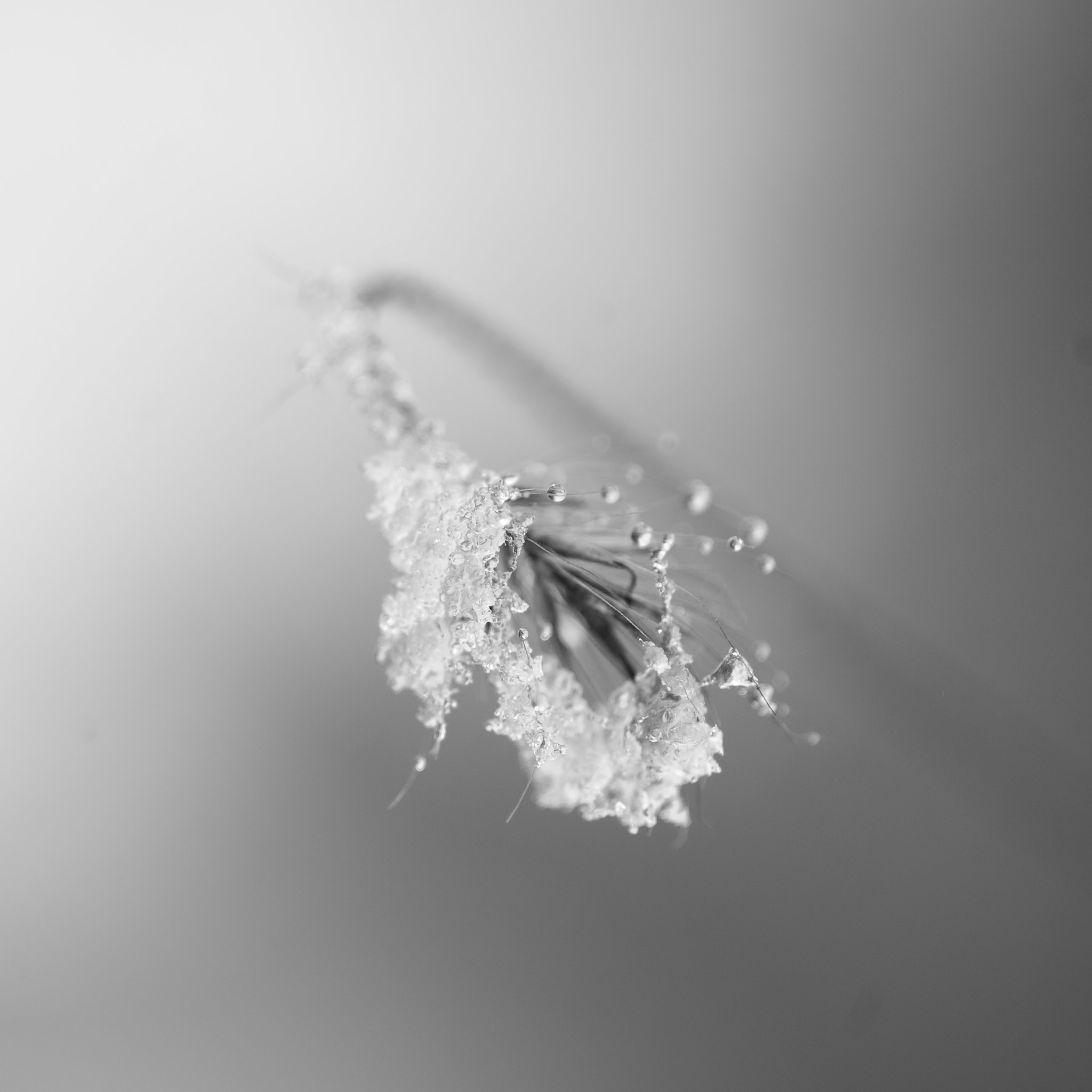 Nikon D3 sample photo. Frozen5 photography