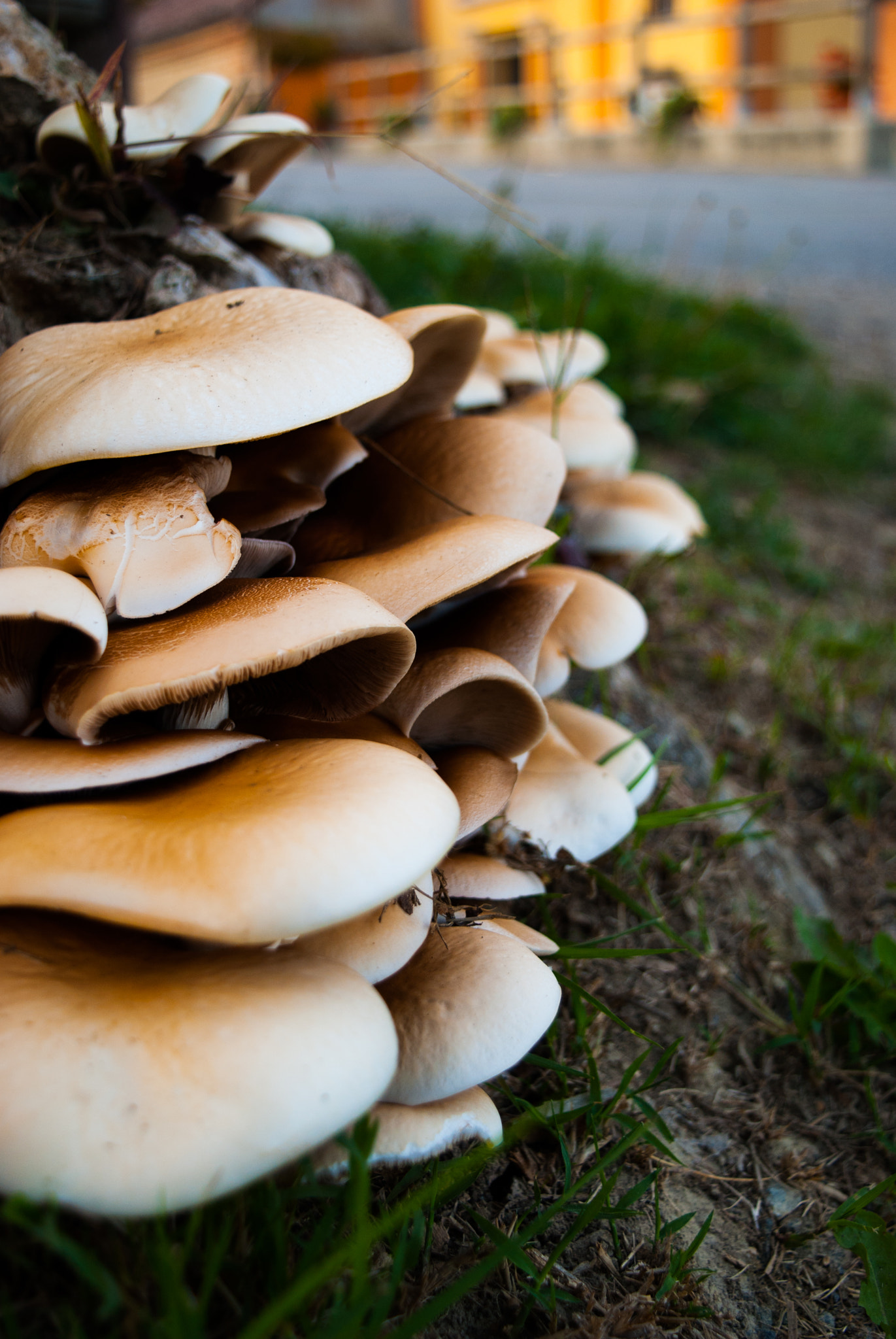 Nikon D40X sample photo. Mushrooms family photography