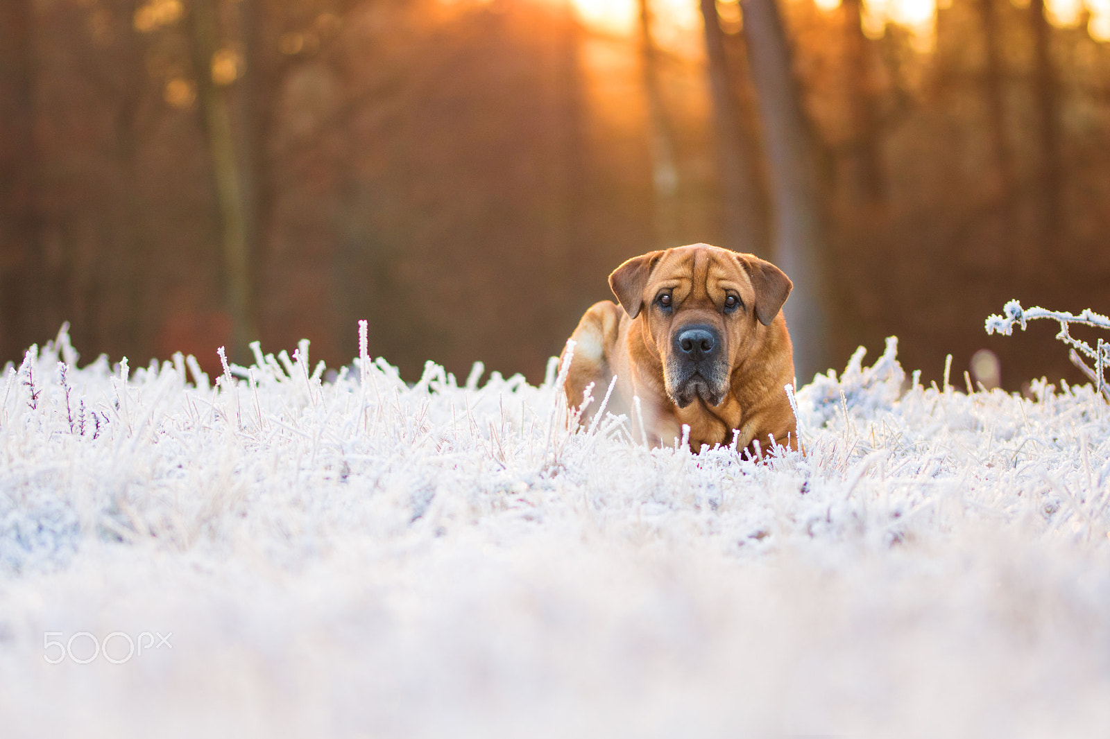 Sigma 105mm F2.8 EX DG OS HSM sample photo. Winter wonderland photography