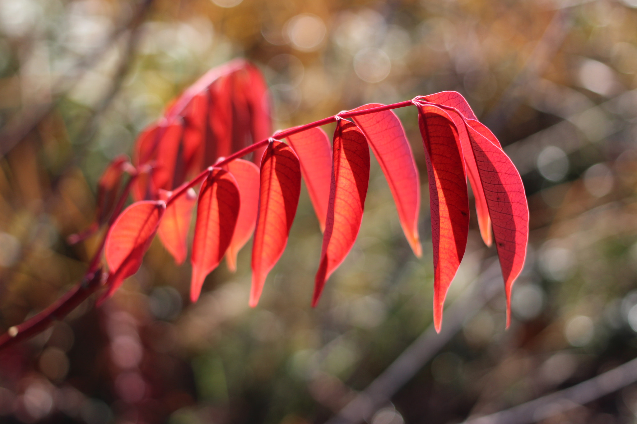 Canon EF 40mm F2.8 STM sample photo. Img photography