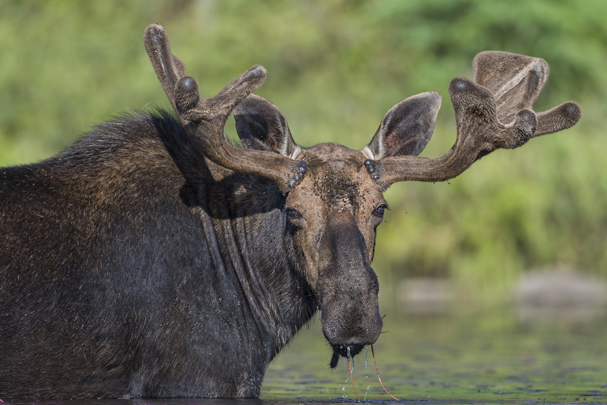 Nikon D500 + Nikon AF-S Nikkor 600mm F4G ED VR sample photo. Looking to feed... photography