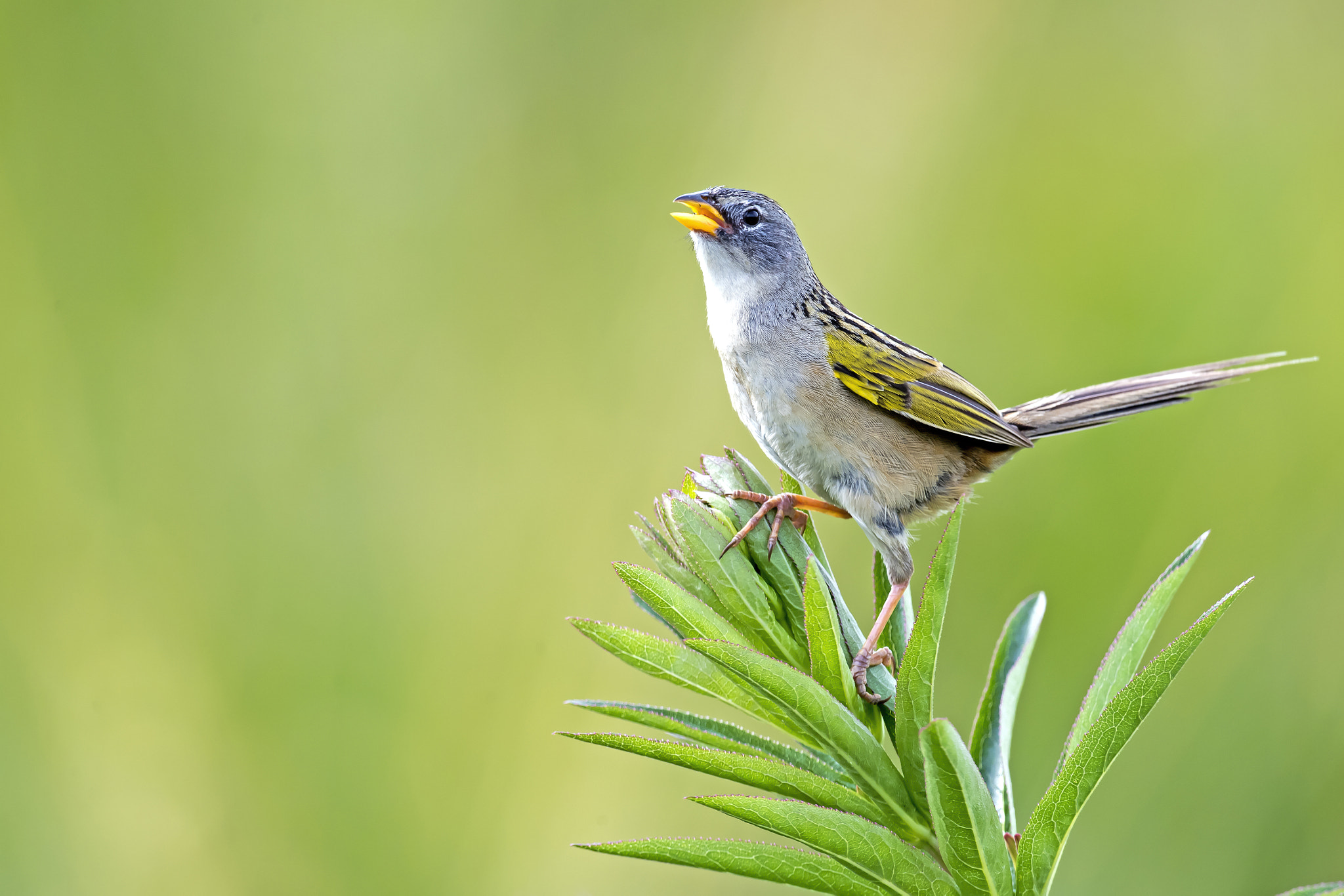 Nikon AF-S Nikkor 800mm F5.6E FL ED VR sample photo. Lesser grass-finch photography